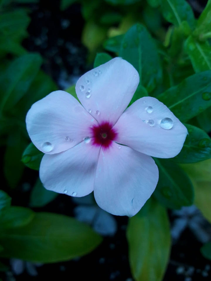 Water Droplet