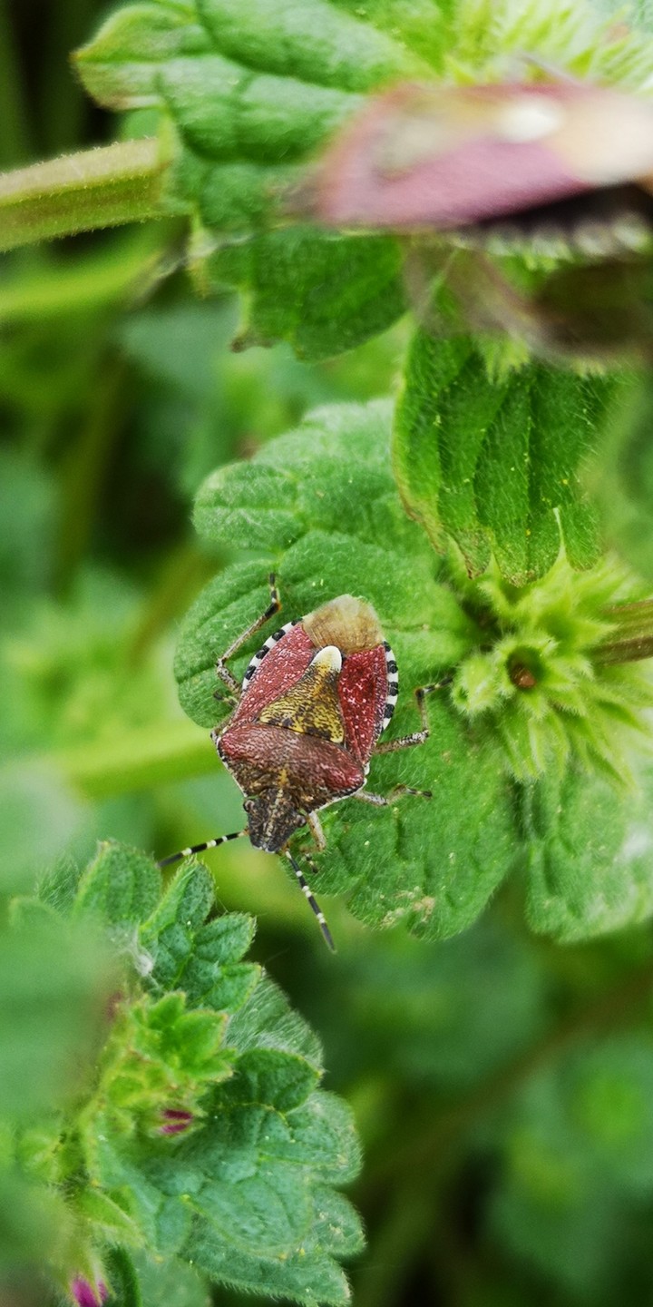 Käfer auf Gundermann