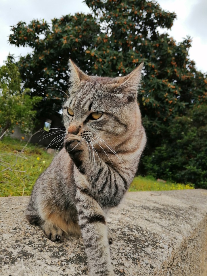 #taby