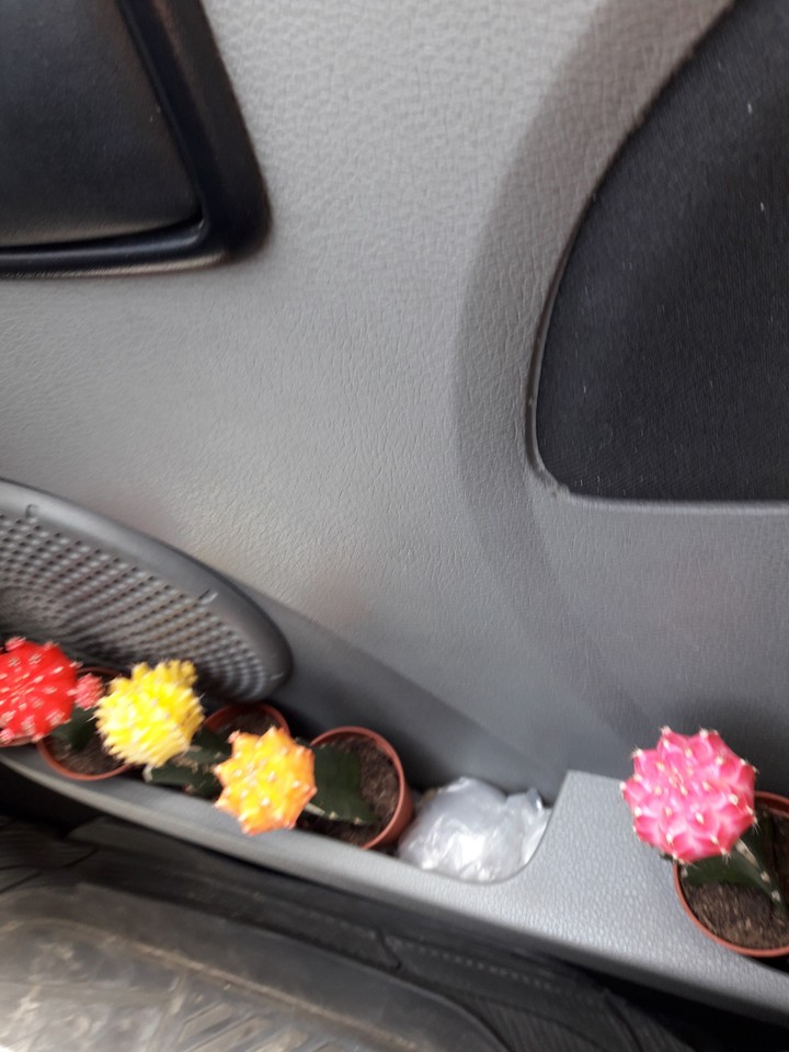 My beautiful  cactuses