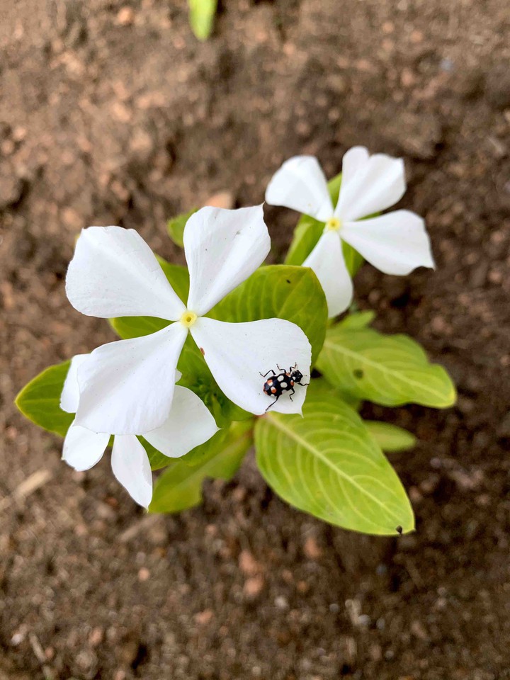flor