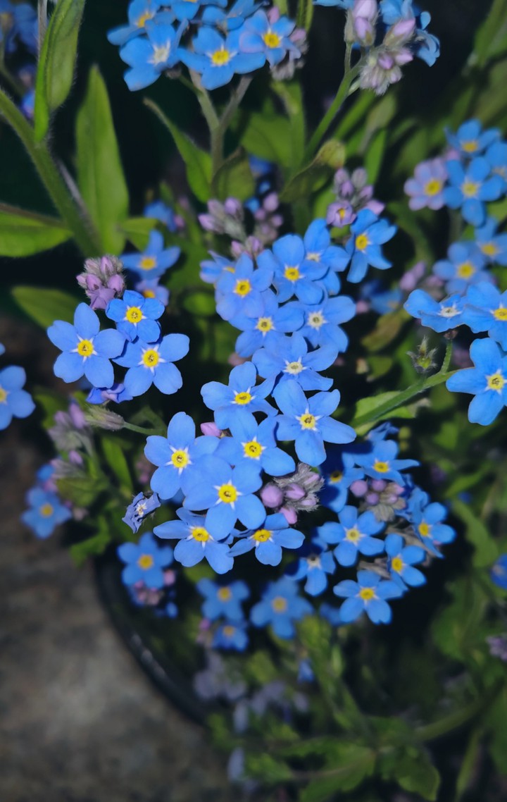 flower