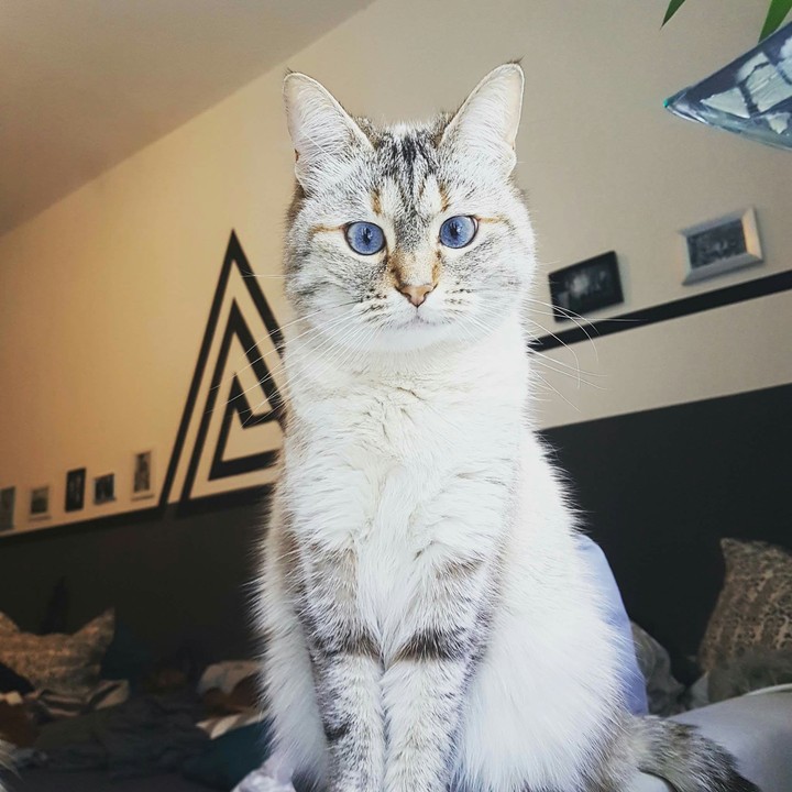The cuttiest Cat ever:)