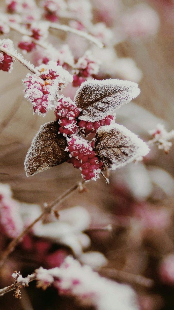 Gefrorene Beeren