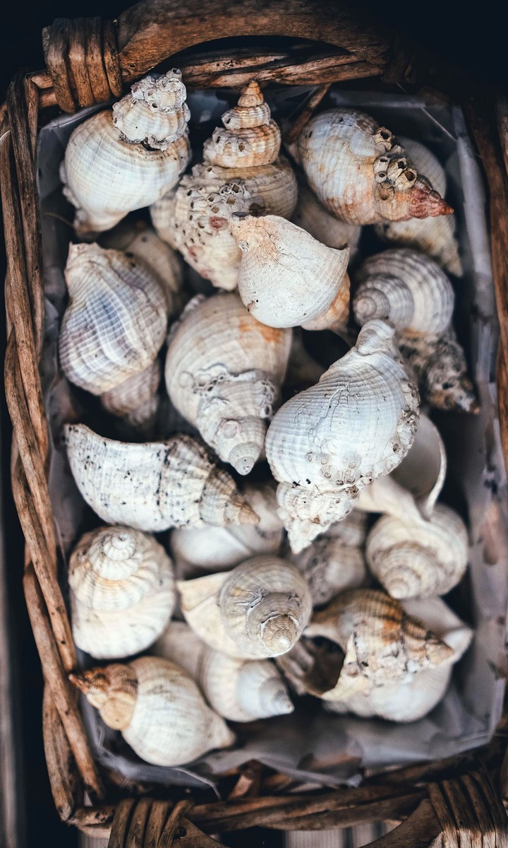 Shell