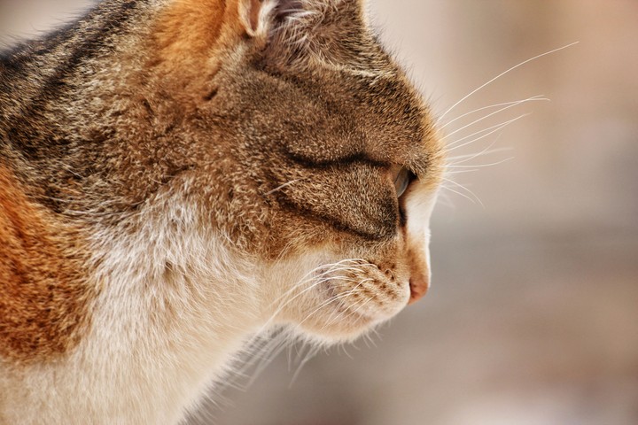 cat