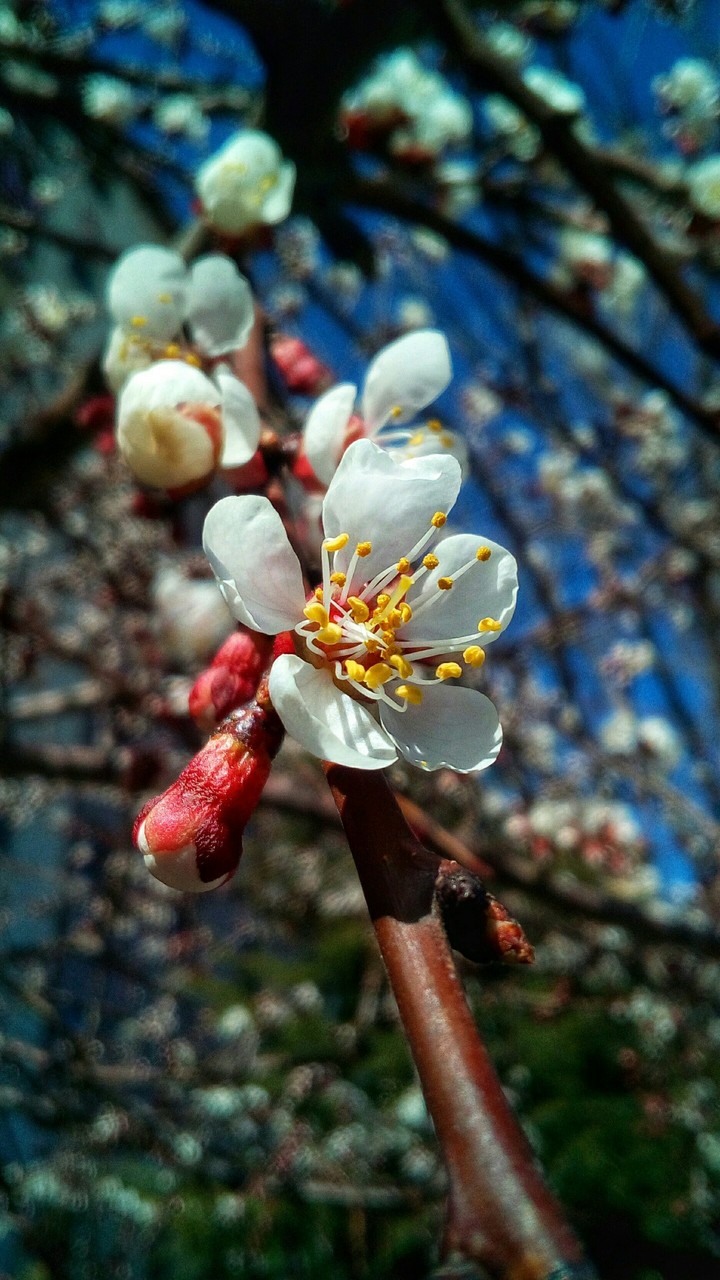 spring's flower