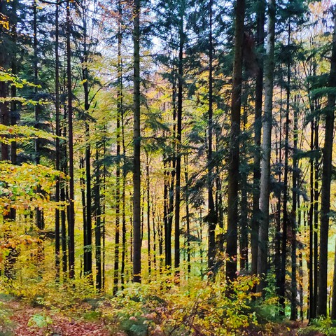 Schwarzwald ?