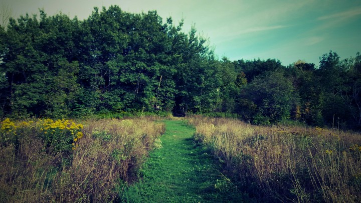 jungle