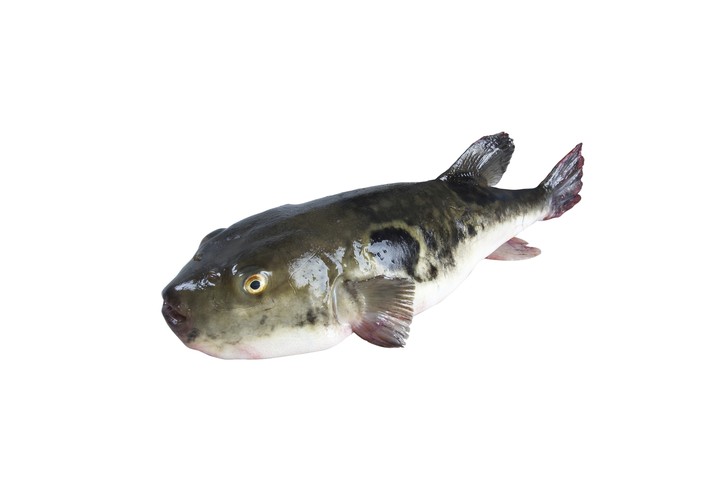 Fish