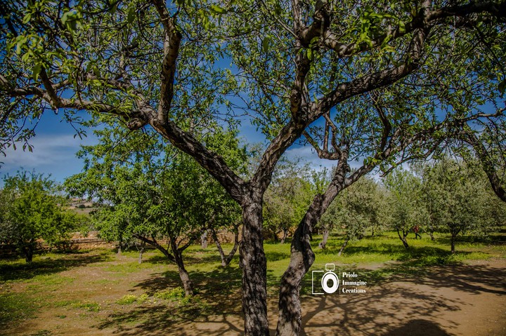 Beautiful trees