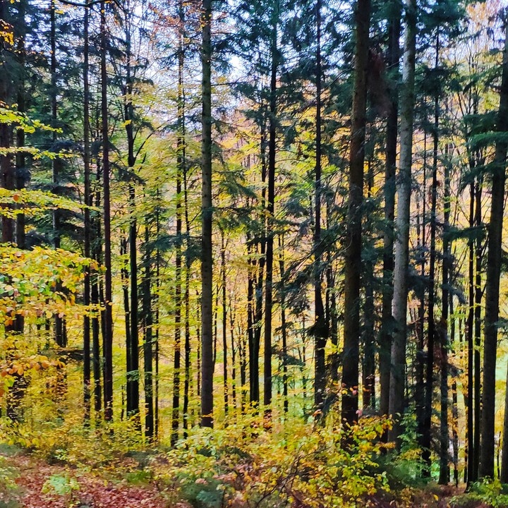 Schwarzwald ?