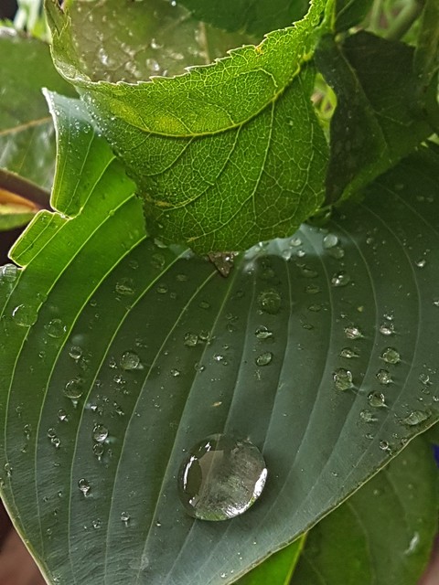 Green Water