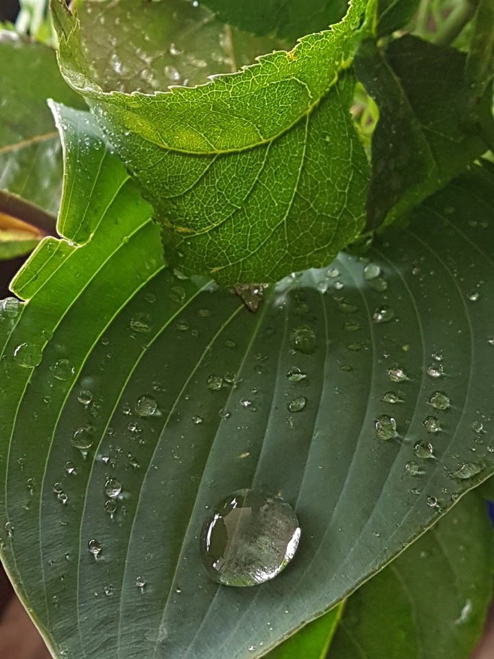 Green Water
