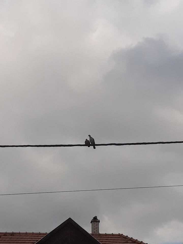 the pigeons are kissing