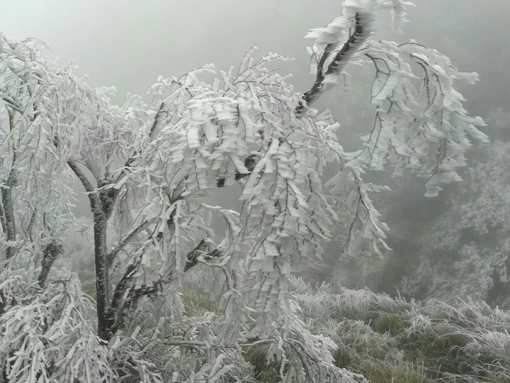 Beautiful hoarfrost and rime on trees