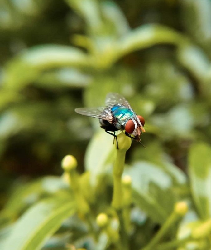 Fly