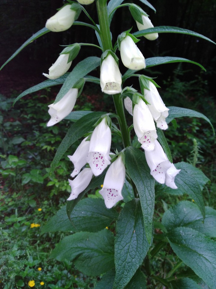 Waldblume