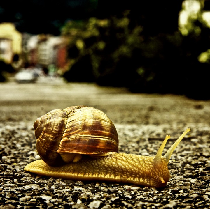 caracol