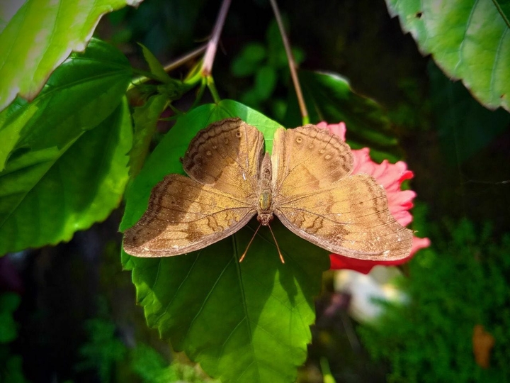 butterfly