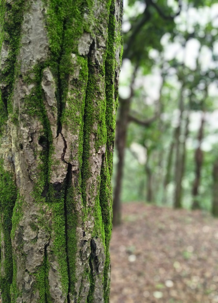 pachmarhi greenry