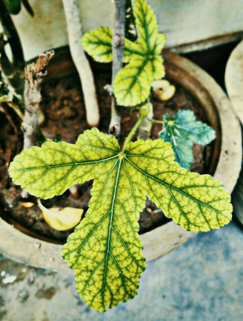 LEAF IN FOCUS