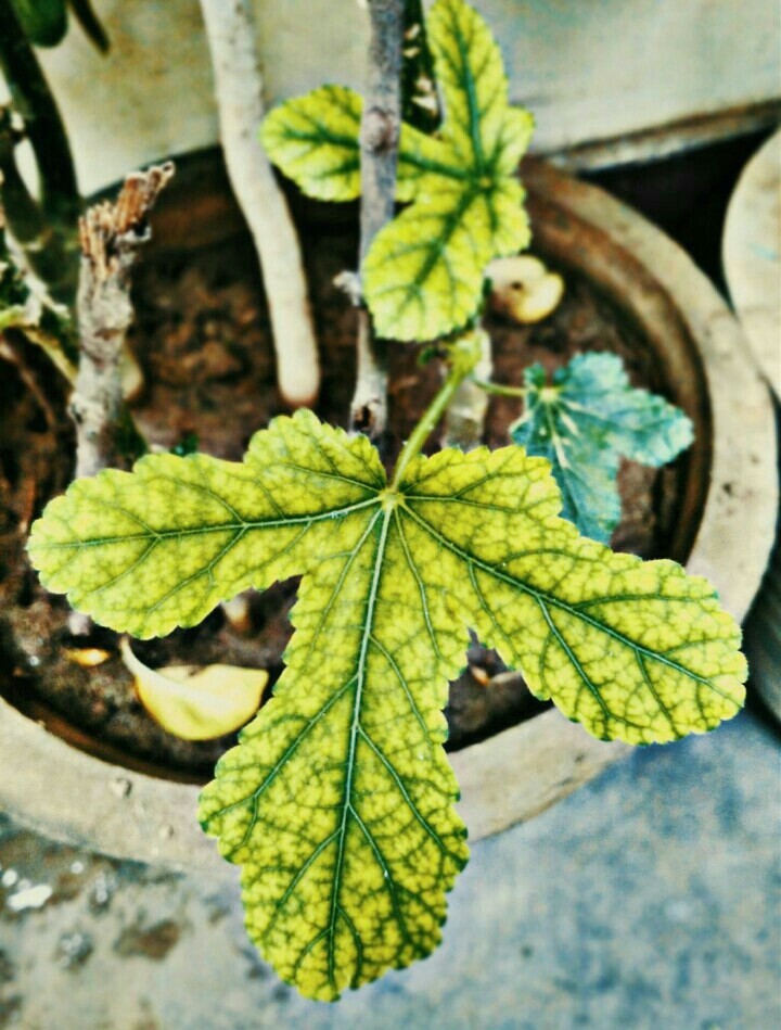 LEAF IN FOCUS