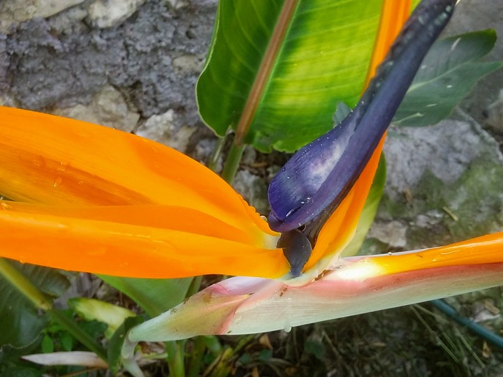 flor