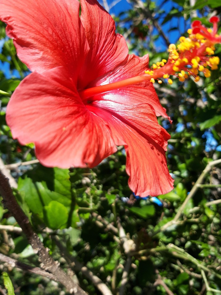 amapolas