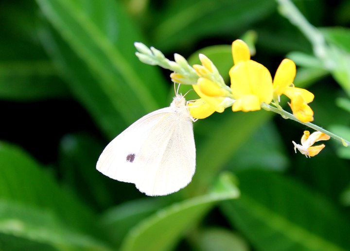 Schmetterling
