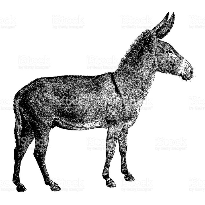 donkey
