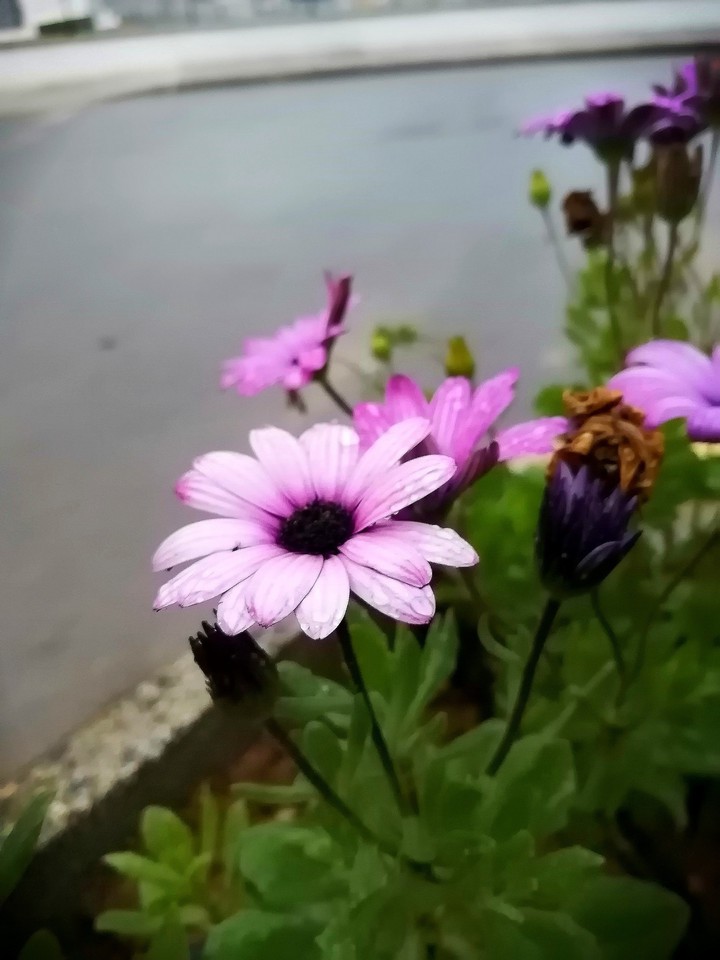 raindrops