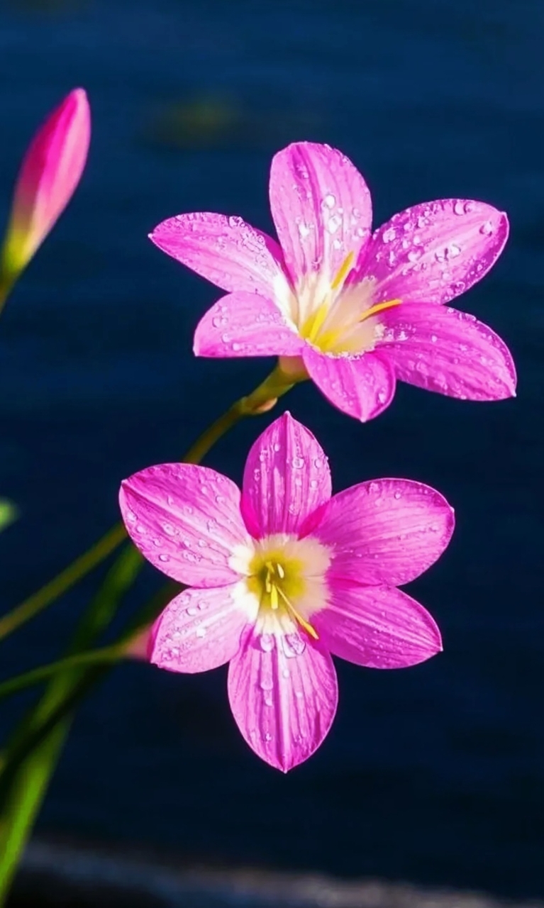 тапети closeup, pink