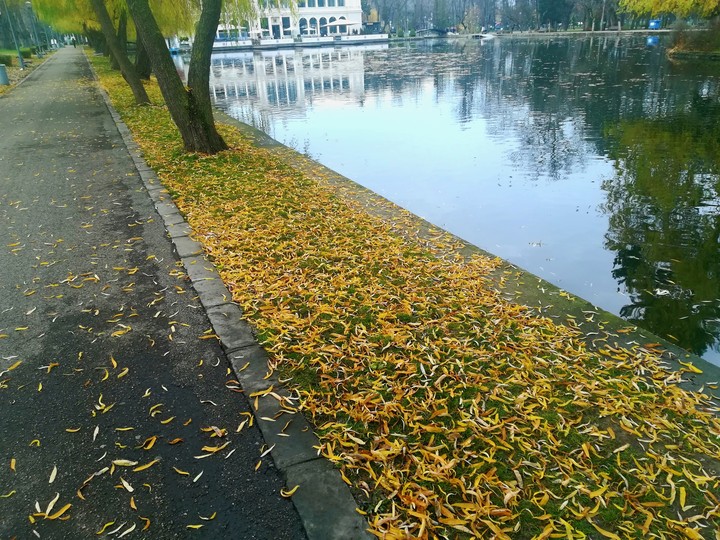 Fallen leaves by the lake