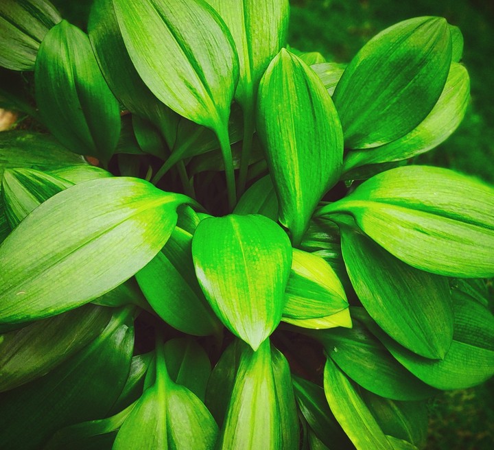 nature love