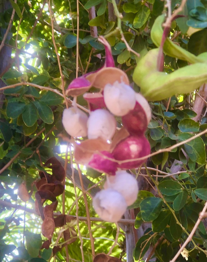 Árbol de Guamúchil
