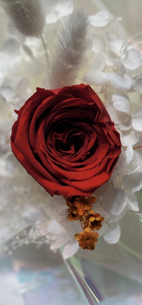 flower, petal wallpapers