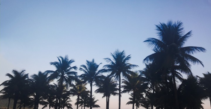 Coqueiros, Coconut trees