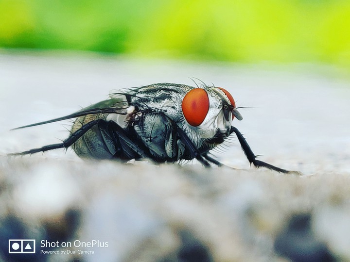 nature without DSLR