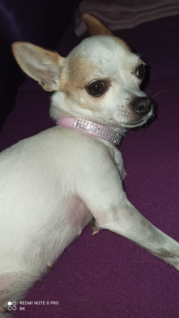 Chihuahua