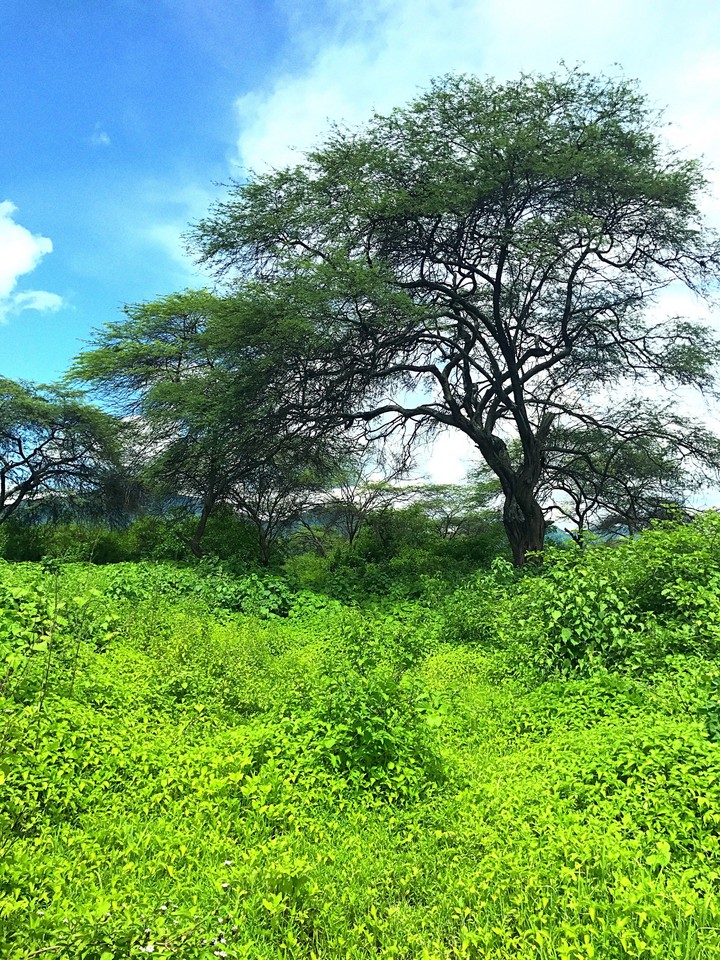 forest