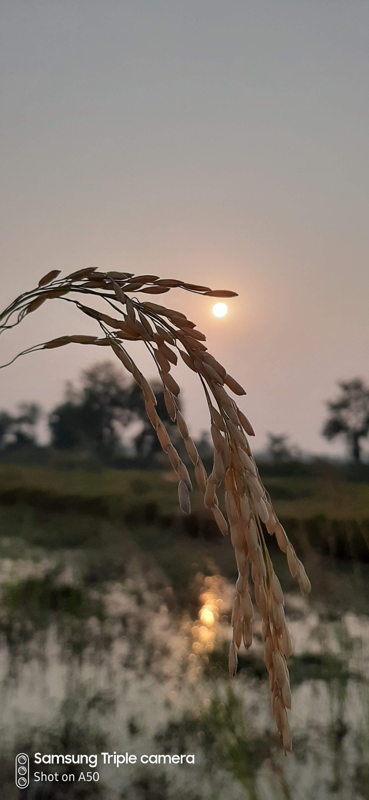 Evening Wheat