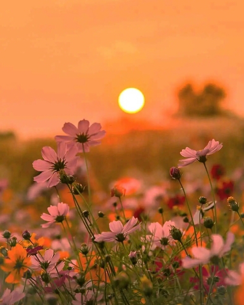 Nature