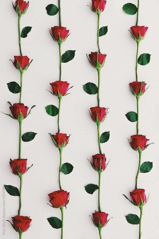 Flowers/Roses