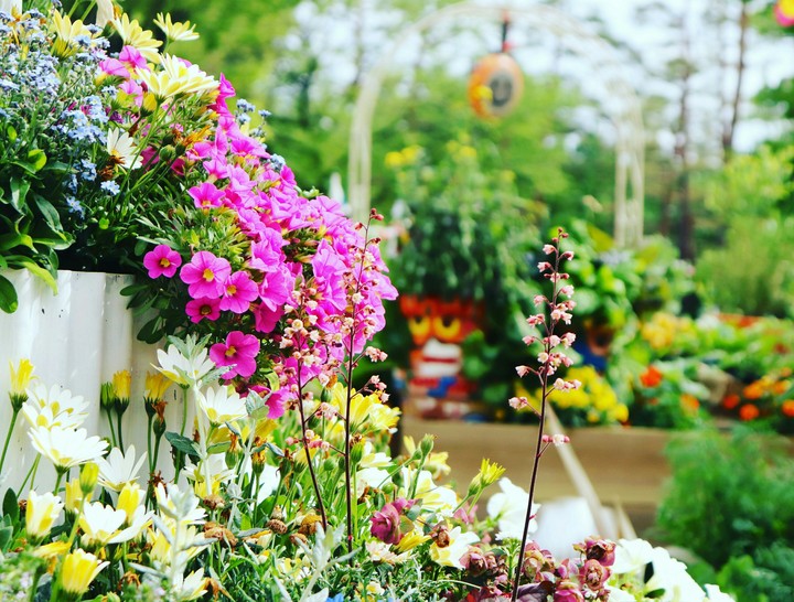 flower