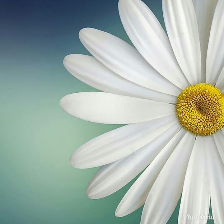 amor de primavera