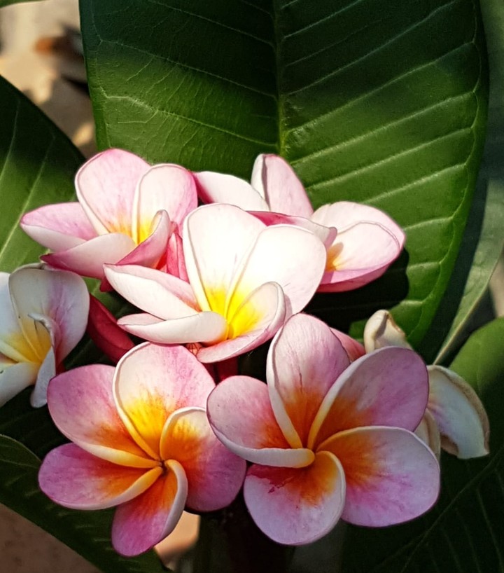 Frangipani 4