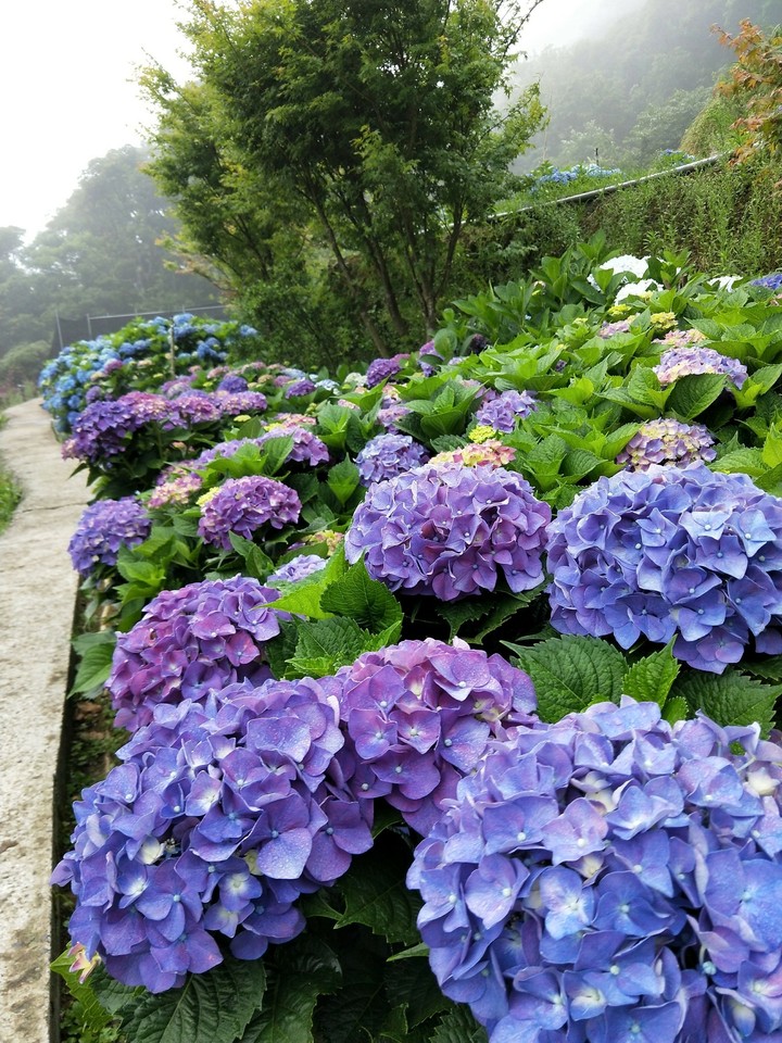 Hydrangea