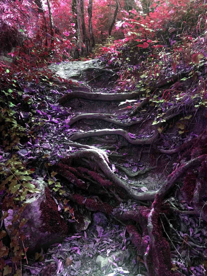 Forest Dream ♡