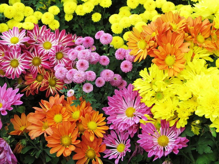 flowers